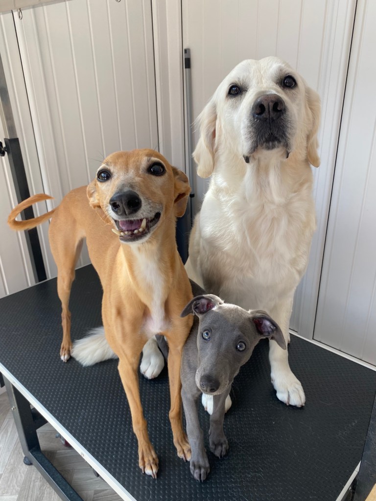 Whippet Dog Groomer Golden Retriever Dog Groomer