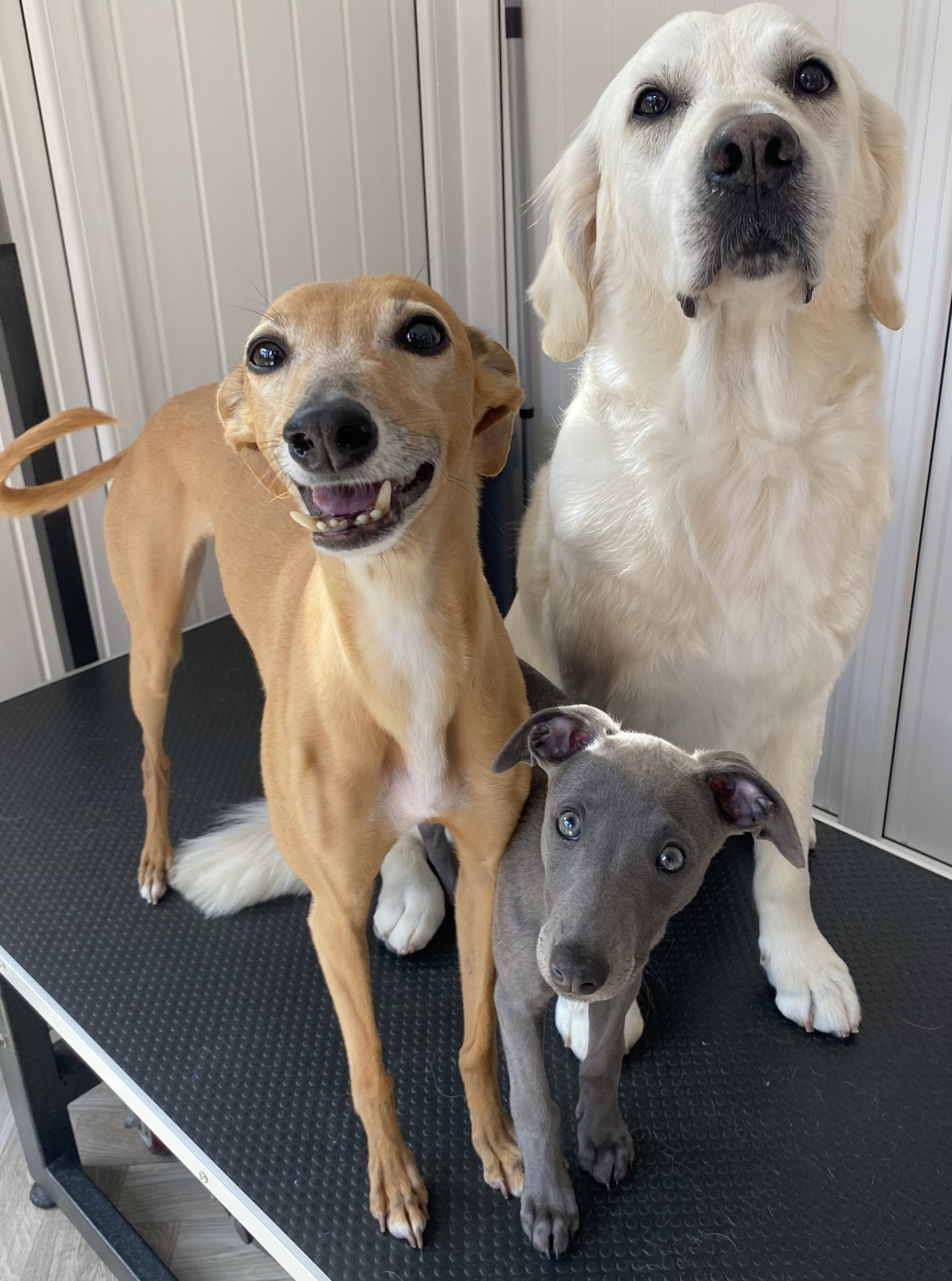 C.E.A Dog Grooming - Charlotte’s dogs, Indie the golden retriever, Maggie the whippet and Winnie the whippet.